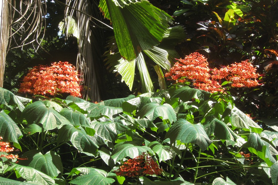 ../image/hawaii tropical botanical garden 13.jpg